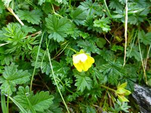 potentilla crantzii