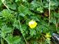 potentilla crantzii