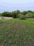 Žltochvost lesný ( hôrny) (18.5.2026)