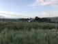 Žltochvost lesný ( hôrny) (18.5.2026)