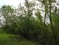 Vrana popolavá (13.5.2026)