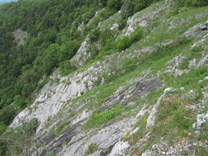 Biotopy druhu Daphne arbuscula.