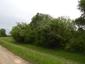 Žltochvost lesný ( hôrny) (13.5.2026)