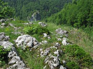 Biotop druhu Daphne arbuscula.