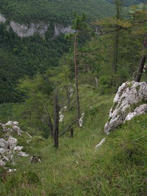 Biotop druhu Daphne arbuscula (s odkvitnutými jedincami).