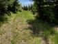 Orešnica perlavá (25.5.2026)