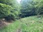 Orešnica perlavá (30.5.2026)