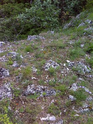 Záber na monitorovaný biotop.