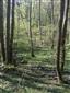 Lužné vŕbovo-topoľové a jelšové lesy (22.4.2015)