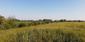 trasochvost biely (10.5.2026)