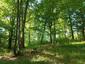 brhlík lesný (obyčajný) (10.5.2026)