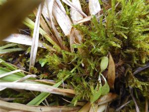 Hamatocaulis vernicosus