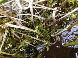 Hamatocaulis vernicosus