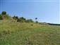 jašterica bystrá (9.6.2015)