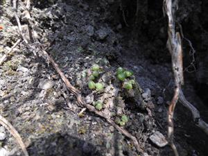 Mannia triandra na TMP5