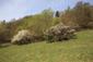 Žltochvost lesný ( hôrny) (25.4.2026)