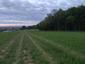 Žltochvost lesný ( hôrny) (7.5.2026)