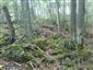 Lipovo-javorové sutinové lesy (3.9.2014)