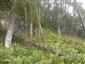 Lipovo-javorové sutinové lesy (3.9.2014)