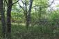 trasochvost biely (25.5.2026)