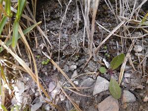 Mannia triandra na TMP6