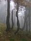 Javorovo-bukové horské lesy (10.10.2013)