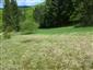 pimprlík mokraďový (7.5.2015)