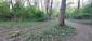 Vrana popolavá (23.5.2026)