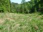 pimprlík mokraďový (19.5.2015)