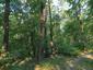 Kôrovník dlhoprstý (28.4.2026)