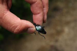 Carabus zawadszkii
