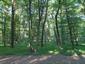 Škovránik stromový (26.5.2026)
