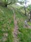 jašterica bystrá (23.6.2015)