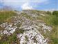 jašterica bystrá (29.6.2015)