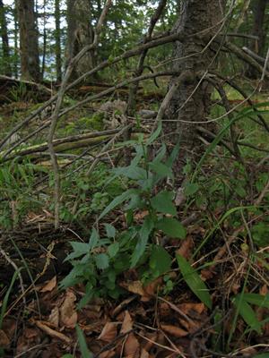 Jedince druhu Adenophora liliifolia