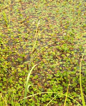 pohlad na spolocenstov s Marsilea quadrifolia na prechode medzi jamami (SZ a strednou)