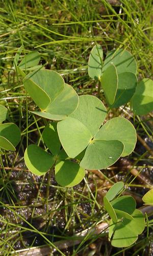detail druhu Marsilea quadrifolia