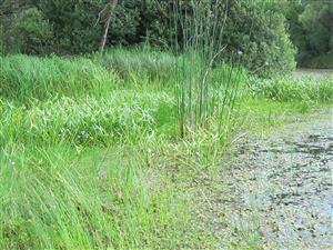 zarasty Eleocharis palustris, Sagittaria sagittifolia a Carex sp.