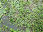 zarasty druhu Marsilea quadrifolia vo vode okrajom jamy