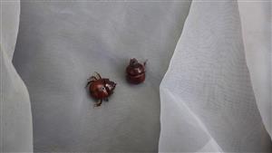 Bolbelasmus unicornis