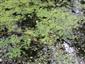 Prirodzené eutrofné a mezotrofné stojaté vody s vegetáciou plávajúcich a/alebo ponorených cievnatých rastlín typu Magnopotamion alebo Hydrocharition (17.6.2015)