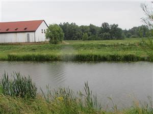 Lokalita s porostem Nuphar lutea