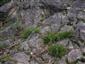 Silikátové skalné steny a svahy so štrbinovou vegetáciou (12.8.2014)