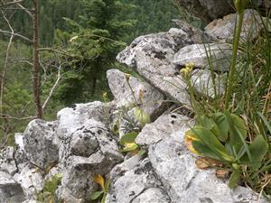 plesnivec