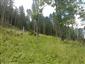 Bukové a jedľové kvetnaté lesy (9.7.2015)