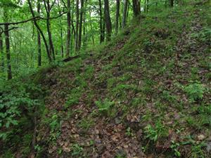 Záber na časť lokality a biotopu druhu Asplenium adulterinum.