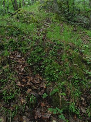 Záber stanovište s výskytom jedincov Asplenium adulterinum.