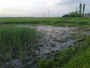 Pohľad na časť TML Panské lúky, JV periodicky zaplavované jazierko, biotop B.bombina, foto: 8.5.2015, J.Lengyel.