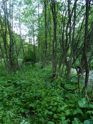 pohled po proudu potoka na levém břehu v části kde je kompektní porost Salix eleagnos s bylinným podrostem