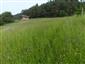Suchomilné travinnobylinné a krovinové porasty na vápnitom podloží (*dôležité stanovištia Orchideaceae) (1.6.2015)